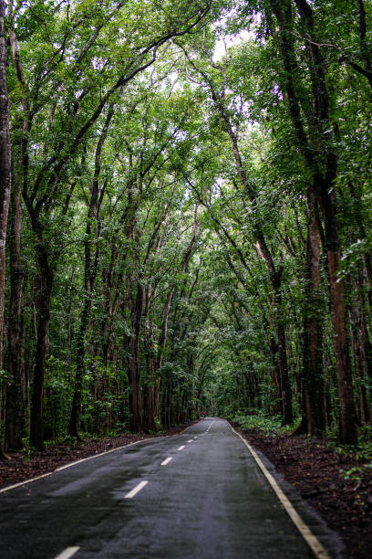 istock Alas Purwo National Park 1532132540