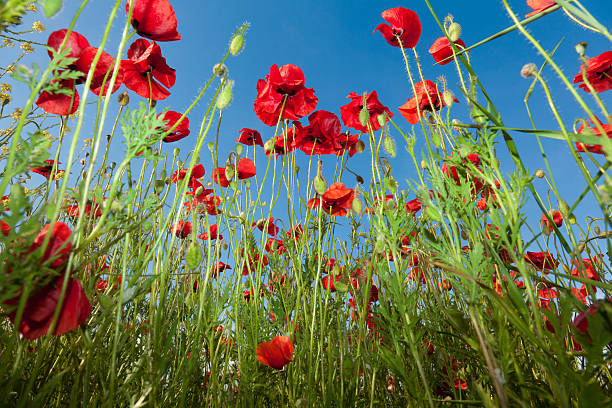 istock Poppy flowers against the blue sky 153213376