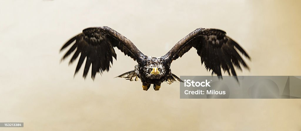 Steppe Eagle - Lizenzfrei Adler Stock-Foto