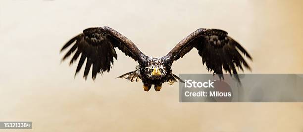 Steppe Eagle Stockfoto und mehr Bilder von Adler - Adler, Majestätisch, Vorderansicht