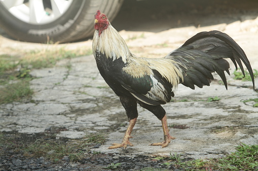 the behavior of the rooster in nature