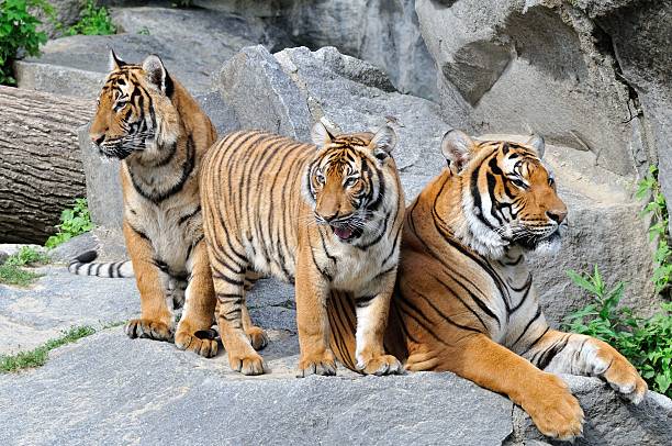 istock Tiger Family 153215035