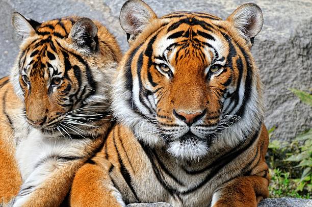 istock Tiger Family Portrait 153215037