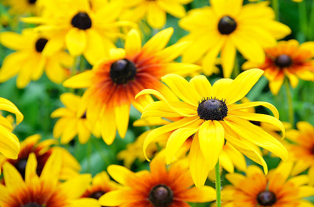 istock Lush flowering rudbeckia flowers 153215272