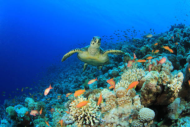 A sea turtle in a coral reef at the bottom of the sea Hawksbill Turtle and Lyretail Anthias fish anthias fish photos stock pictures, royalty-free photos & images