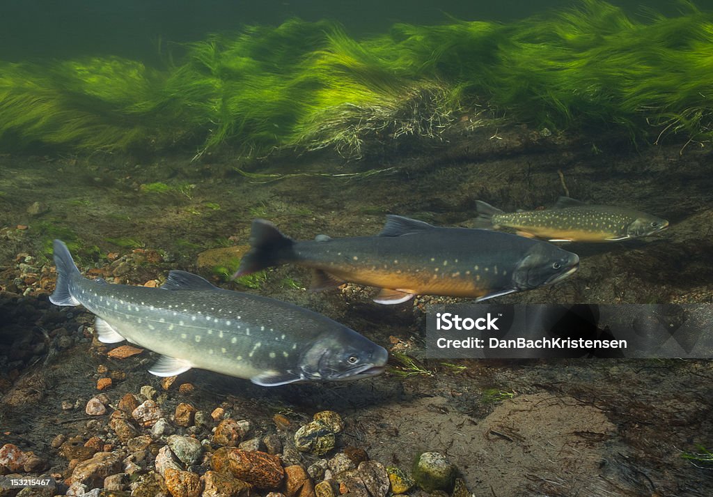 Imagem subaquática de salmão do Ártico, Groenlândia - Foto de stock de Salvelinus Alpinus royalty-free