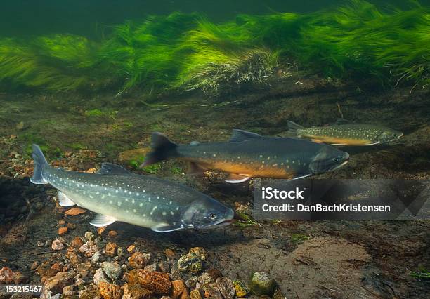 Foto de Imagem Subaquática De Salmão Do Ártico Groenlândia e mais fotos de stock de Salvelinus Alpinus