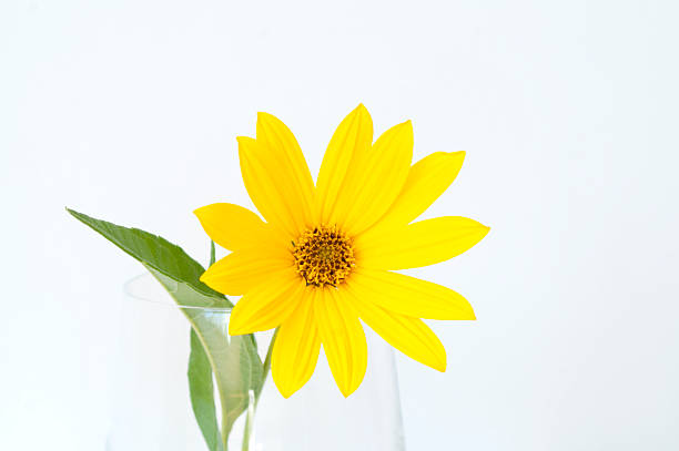 istock Jerusalem Artichoke yellow flower 153216830