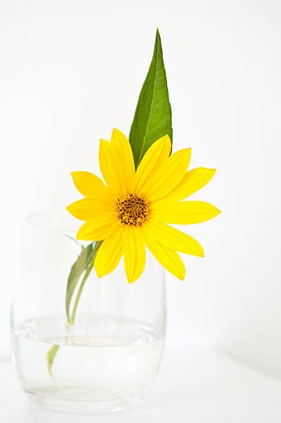 istock Jerusalem Artichoke yellow flower in a glass 153216836