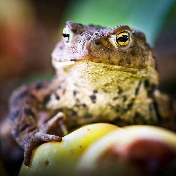 Just a Common Toad? A Prince – or just a common toad? That’s up to you to decide! hott stock pictures, royalty-free photos & images