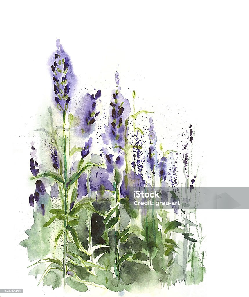 Campo de lavanda - Ilustración de stock de Color lavanda libre de derechos