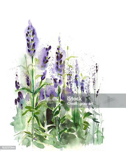 Vetores de Campo De Lavanda e mais imagens de Cor de Lavanda - Cor de Lavanda, Lavanda - Planta, Pintura em Aquarela