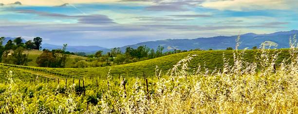 istock Soft velvet rolling hills dry grass 1532189593