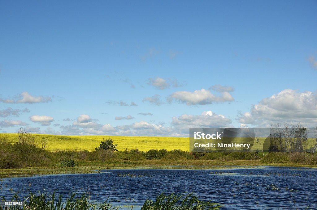 El saldo Canola - Foto de stock de Canola libre de derechos