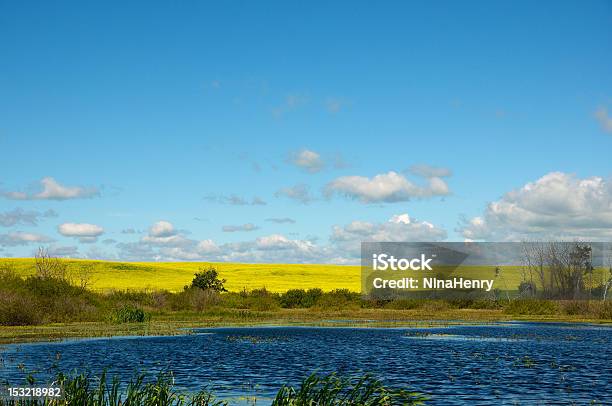 El Saldo Canola Foto de stock y más banco de imágenes de Canola - Canola, Saskatchewan, Agricultura