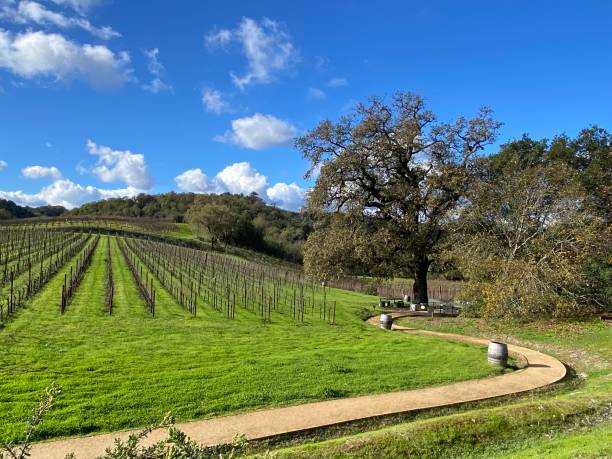 vineyard and hill with road