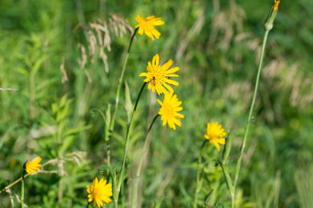 Tragopogon pratensis yellow  flowers closeup selective focus