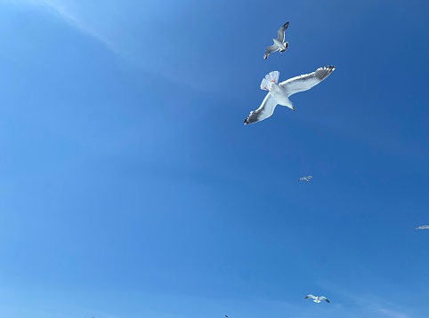 Sea Cat Flying in the Sky