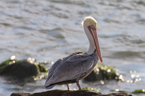 Pelican swimming in the water eating sea grass in the Gippsland Lakes