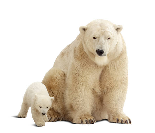 istock polar bear with baby. Isolated over white 153225236