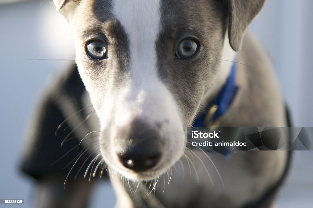 ウィペット子犬のクローズアップ - ウィペットのロイヤリティフリーストックフォト