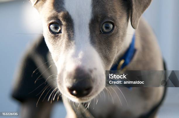 ウィペット子犬のクローズアップ - ウィペットのストックフォトや画像を多数ご用意 - ウィペット, 人物なし, 写真