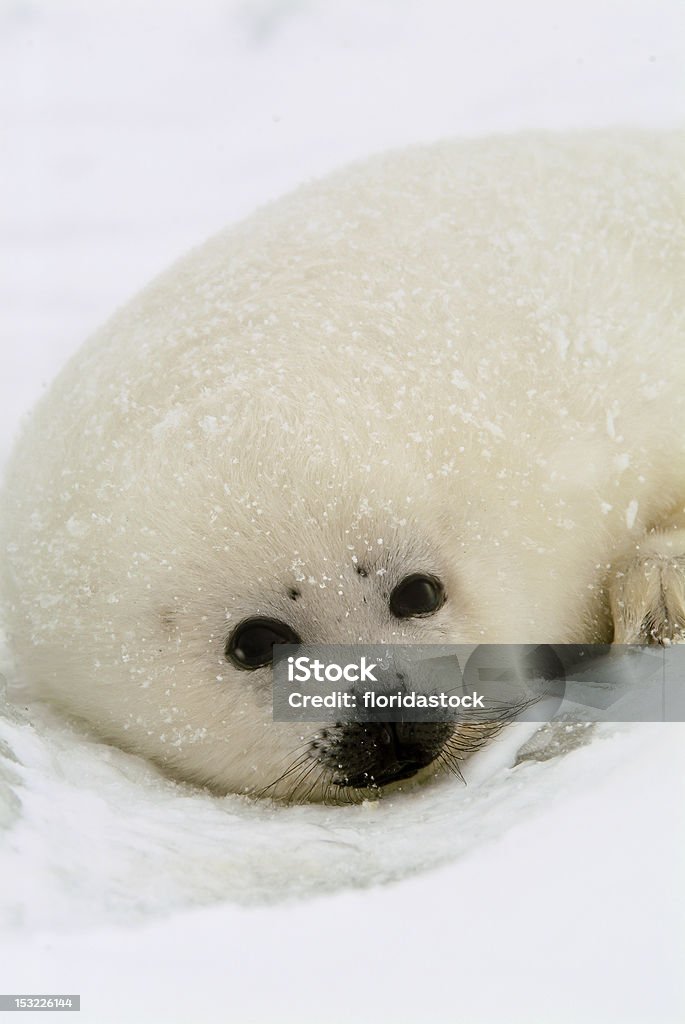 Bebé arpa cría de foca en banquisa flotante en el Atlántico Norte - Foto de stock de Aire libre libre de derechos