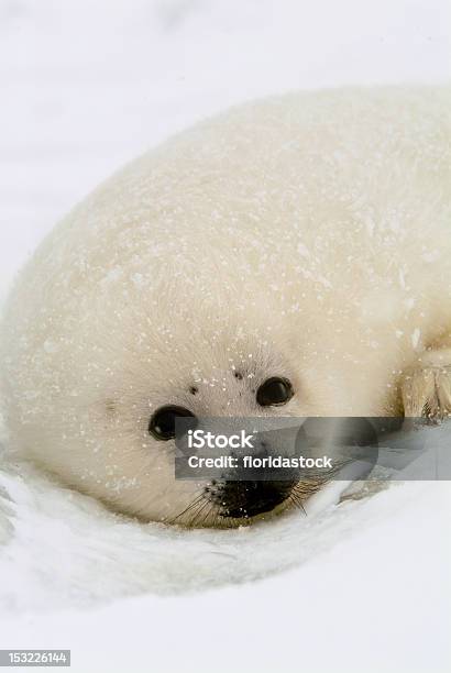 베이비 하프물개 새끼 얼음 위에 플로 North Atlantic 겨울에 대한 스톡 사진 및 기타 이미지 - 겨울, 공격하기 쉬운 대상, 귀여운