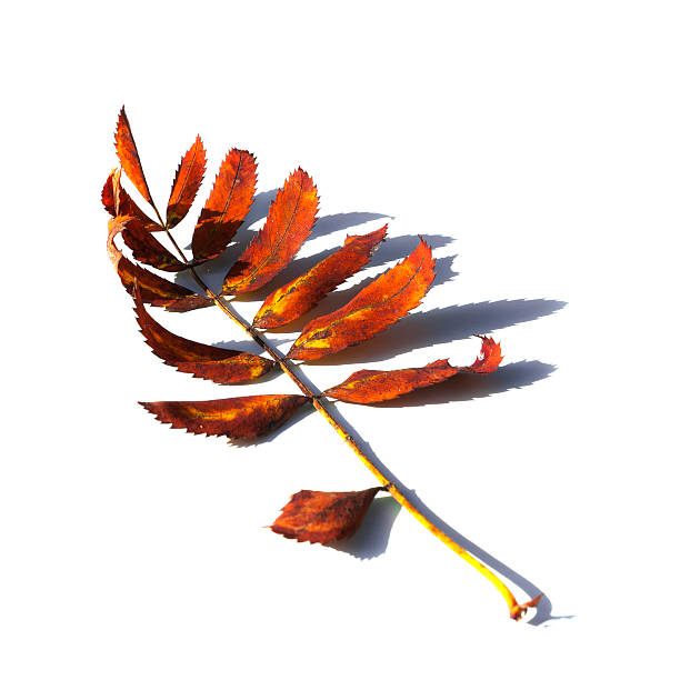 istock Leaves of an ash-tree 153227909