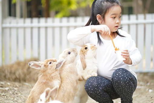 Little Asian cute girl joyful when feeiding rabbits in  the farm cafe
