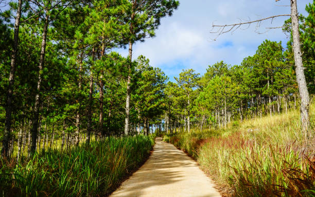 istock Pine tree forest in Dalat, Vietnam 1532305841