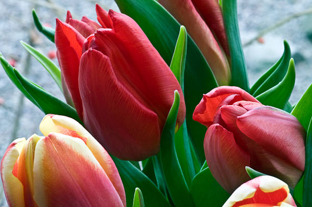 Close up of red, pink and yellow tulips stock photo