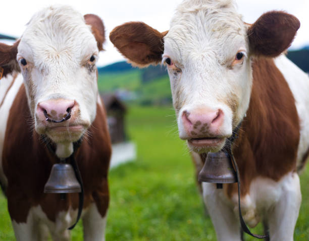 Meaudre, Le Vercors, France: Two Cows with Cowbells Close-Up Meaudre, Le Vercors, France: Two Cows with Cowbells Close-Up two cows stock pictures, royalty-free photos & images