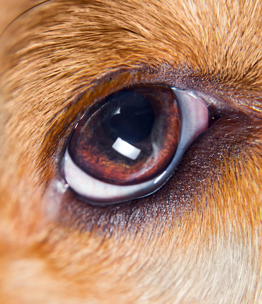 istock Eye of a dog 153232714
