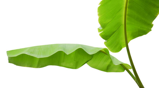 istock Banana leaf isolated on white background 1532362195