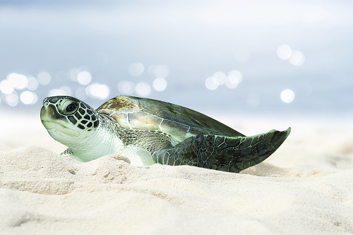 sea turtle on white sand beach