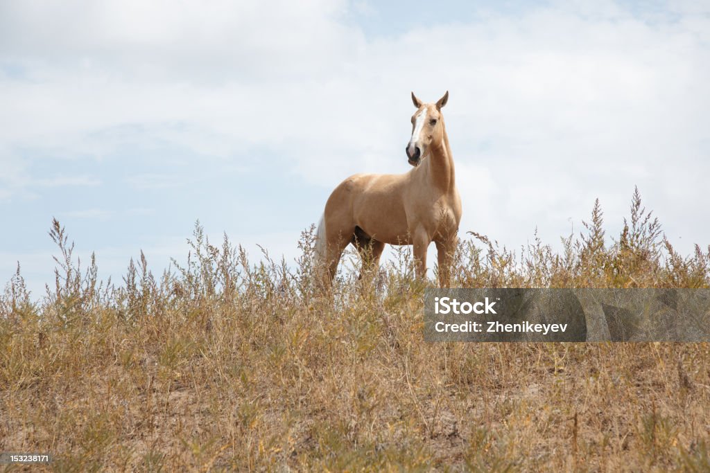 caballo - Foto de stock de Agricultura libre de derechos