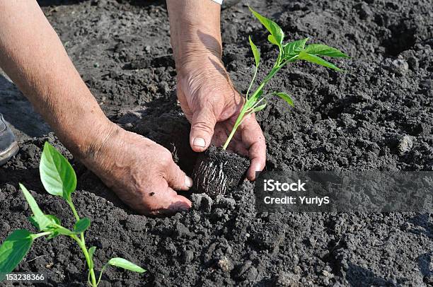 Senior Woman Planting A Pepper Seedling Stock Photo - Download Image Now - Active Seniors, Adult, Agriculture