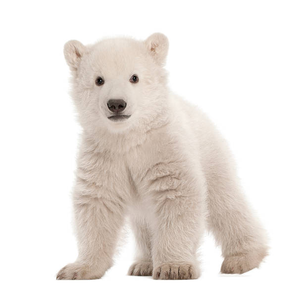 Polar bear cub, Ursus maritimus, 3 months old, standing