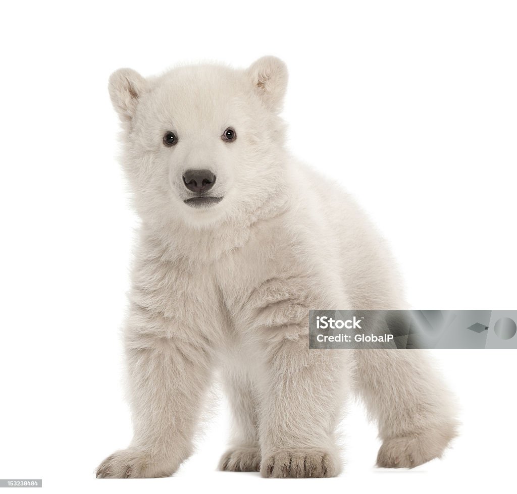 Polar bear cub, Ursus maritimus, 3 months old, standing Polar bear cub, Ursus maritimus, 3 months old, standing against white background Polar Bear Stock Photo