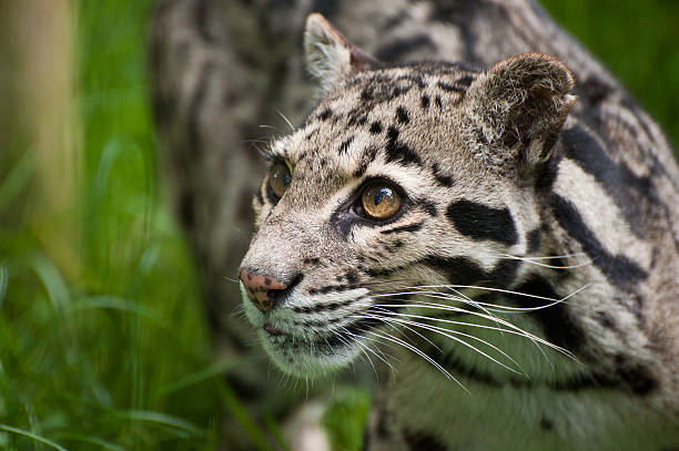 istock Clouded leopard Neofelis Nebulova big cat portrait 153238747