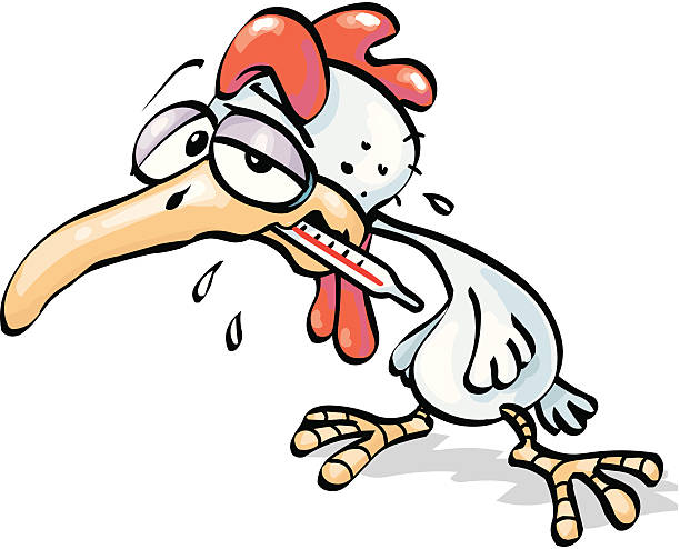 bird flu vector cartoon illustration of a bird having the flu. crazy chicken stock illustrations