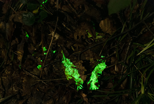 Rare and strange glowing leaves on the forest floor at night time known as 
