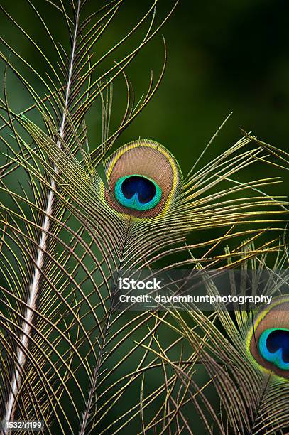 Peacock Feather Stock Photo - Download Image Now - Animal Markings, Animal  Wildlife, Bird - iStock