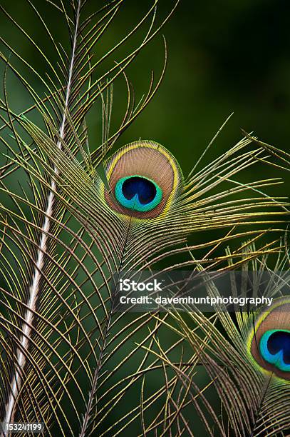 Peacock Feather Stock Photo - Download Image Now - Animal Markings, Animal Wildlife, Bird - iStock Peacock Feather Stock Photo - Download Image Now - Animal Markings, Animal Wildlife, Bird - iStock