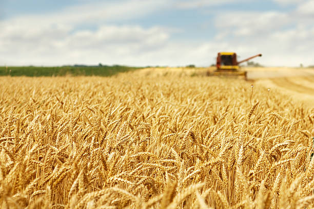수확기 in action - composition selective focus wheat field 뉴스 사진 이미지
