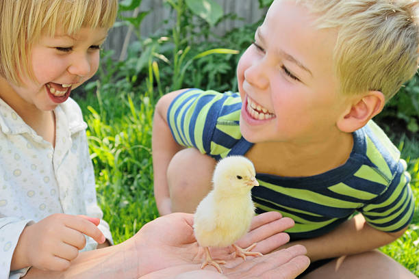 istock Boy, girl and chicken 153242697