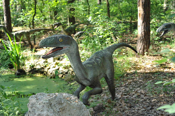 Velociraptors Life size statue of a velociraptors in forest scenery cretaceous photos stock pictures, royalty-free photos & images