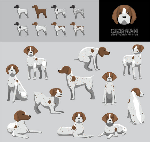 dog german shorthaired pointer cartoon brown coat vector illustration color variation set - alman kısa tüylü pointeri stock illustrations