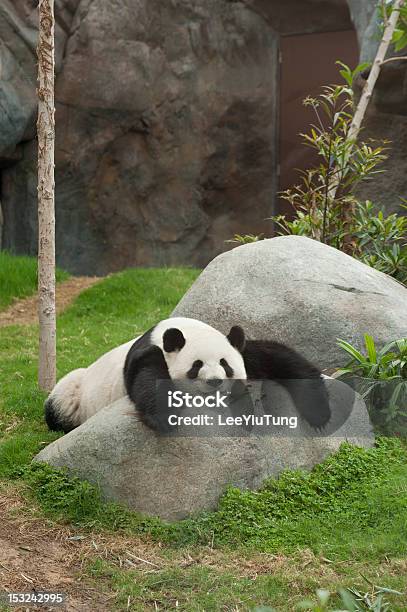Giant Panda Bear Sleeping Stock Photo - Download Image Now - Panda - Animal, Sleeping, Bamboo - Plant